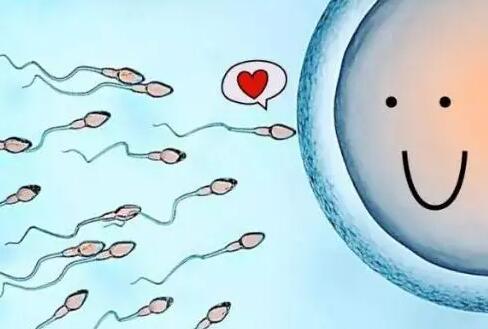 第三代试管婴儿可以放两个胚胎吗内附争议和要求