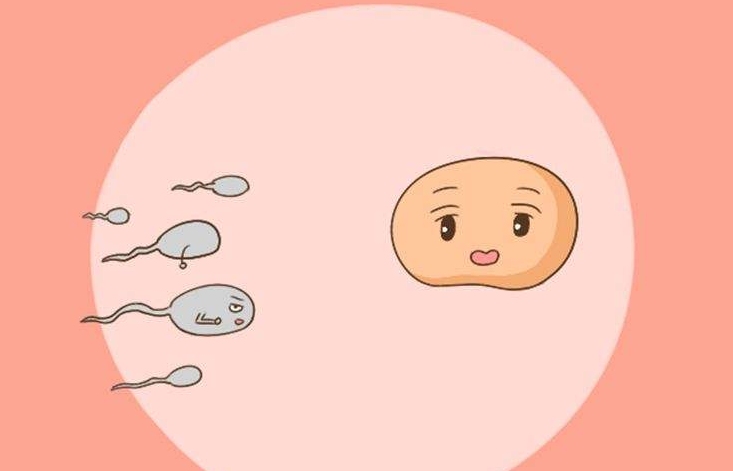 试管冻胚复苏养囊成功率解析，一般成功率在90%以上